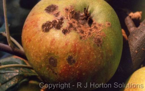 Apple scab_blackspot 